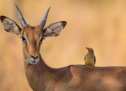 Impala, Ptak, Bąkojad