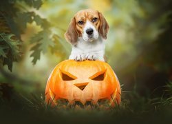 Beagle oparty łapkami o halloweenową dynię