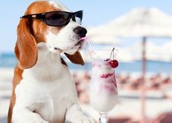 Beagle w okularach przeciwsłonecznych sączy koktajl