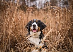 Berneński pies pasterski w wysokiej trawie