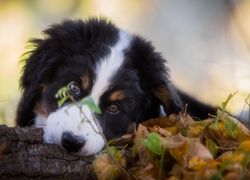Berneński pies pasterski z mordką w liściach