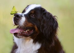 Berneński pies pasterski z motylem na nosie