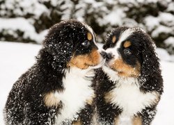 Dwa, Psy, Berneńskie psy pasterskie, Szczeniaki, Śnieg, Zima