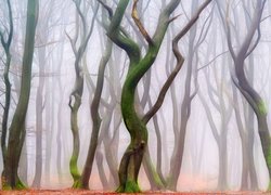 Bezlistne drzewa w zamglonym lesie