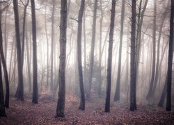 Bezlistne drzewa we mgle