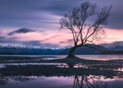 Bezlistne, Drzewo, Góry, Zima, Jezioro Wanaka, Nowa Zelandia