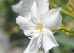 Biały, Kwiat, Lilia amazońska, Eucharis