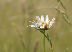 Biała margerytka w trawie