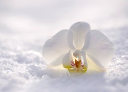 Biała orchidea na śniegu