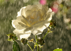 Biała róża w deszczu