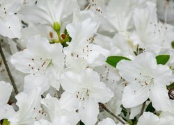 Różanecznik, Białe, Kwiaty, Azalia