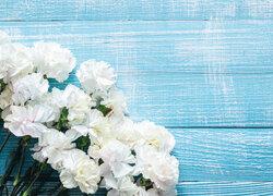 Kwiaty, Białe, Goździki Niebieskie, Tło