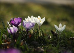 Białe i fioletowe krokusy w trawie