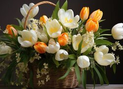Białe i pomarańczowe tulipany w koszyku