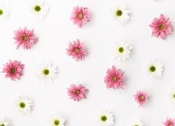 Białe i różowe chryzantemy na białym tle