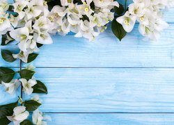 Białe kwiaty bugenwilli na niebieskich deskach