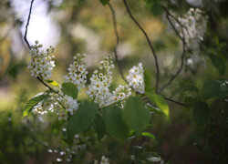 Białe kwiaty czeremchy