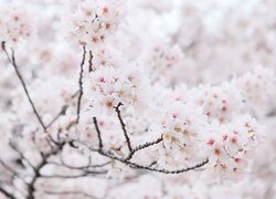 Białe kwiaty drzewa owocowego na gałązkach
