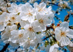 Białe kwiaty drzewa owocowego na tle nieba