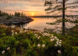 Białe kwiaty i drzewa nad jeziorem w blasku zachodzącego słońca