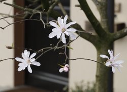 Białe kwiaty magnolii na gałązkach