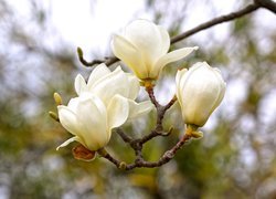 Gałąź, Białe, Kwiaty, Magnolia