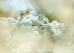 Białe kwiaty na gałązkach krzewu w rozmyciu