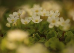 Białe kwiaty szczawika zajęczego