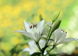 Białe lilie i pąki
