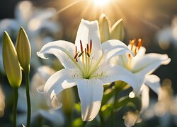 Białe lilie w słonecznym blasku