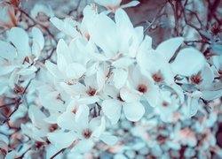 Kwiaty, Białe, Magnolie