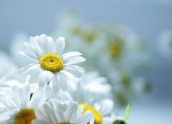 Margerytki, Białe, Kwiaty, Złocienie