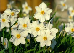 Kwiaty, Narcyzy białe