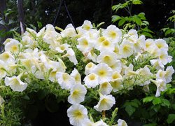 Białe, Kwiaty, Petunie, Krople