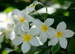 Plumeria, Białe, Kwiaty
