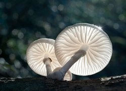 Białe podświetlone grzyby