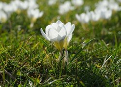 Białe rozświetlone krokusy w trawie