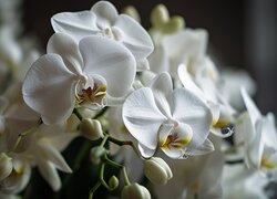 Kwiaty, Białe, Storczyk
