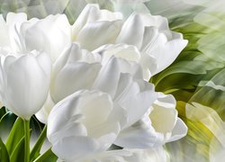 Tulipany, Białe, Grafika