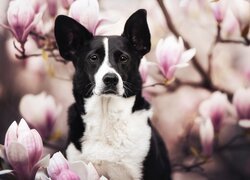 Pies, Border collie, Kwiaty, Magnolie