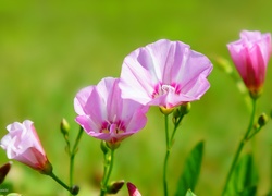 Biało-różowe kwiaty powoju