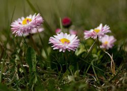 Biało-różowe stokrotki w trawie