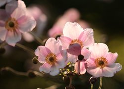 Biało-różowe zawilce japońskie