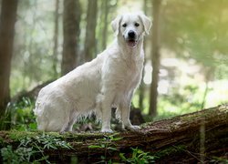 Biały, Pies, Golden retriever, Pień