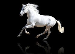 Biały koń andaluzyjski