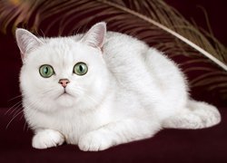 Biały kot brytyjski krótkowłosy