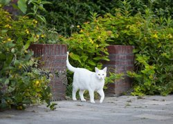 Biały kot na spacerze