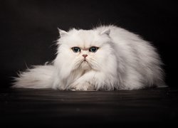 Kot, Perski, Biały