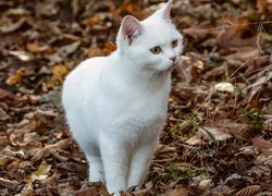 Biały kot w suchych liściach