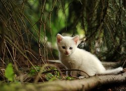 Biały kotek w lesie